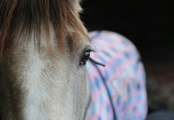 horse by shaun jackson commercial photographer